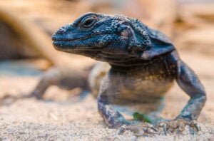 Iguana del desierto. Foto por Envato.