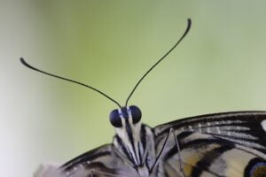 Cabeza de las Mariposas. Foto por Envato.
