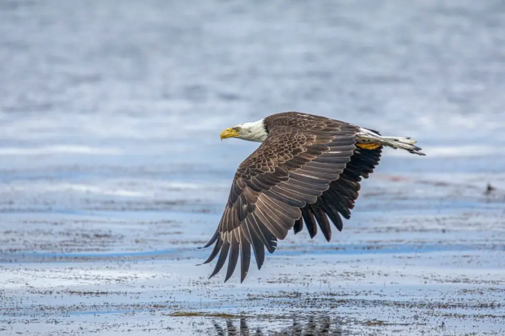 Eagle skimming