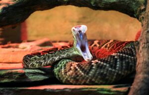 Mordedura de Serpiente. Foto por Envato.