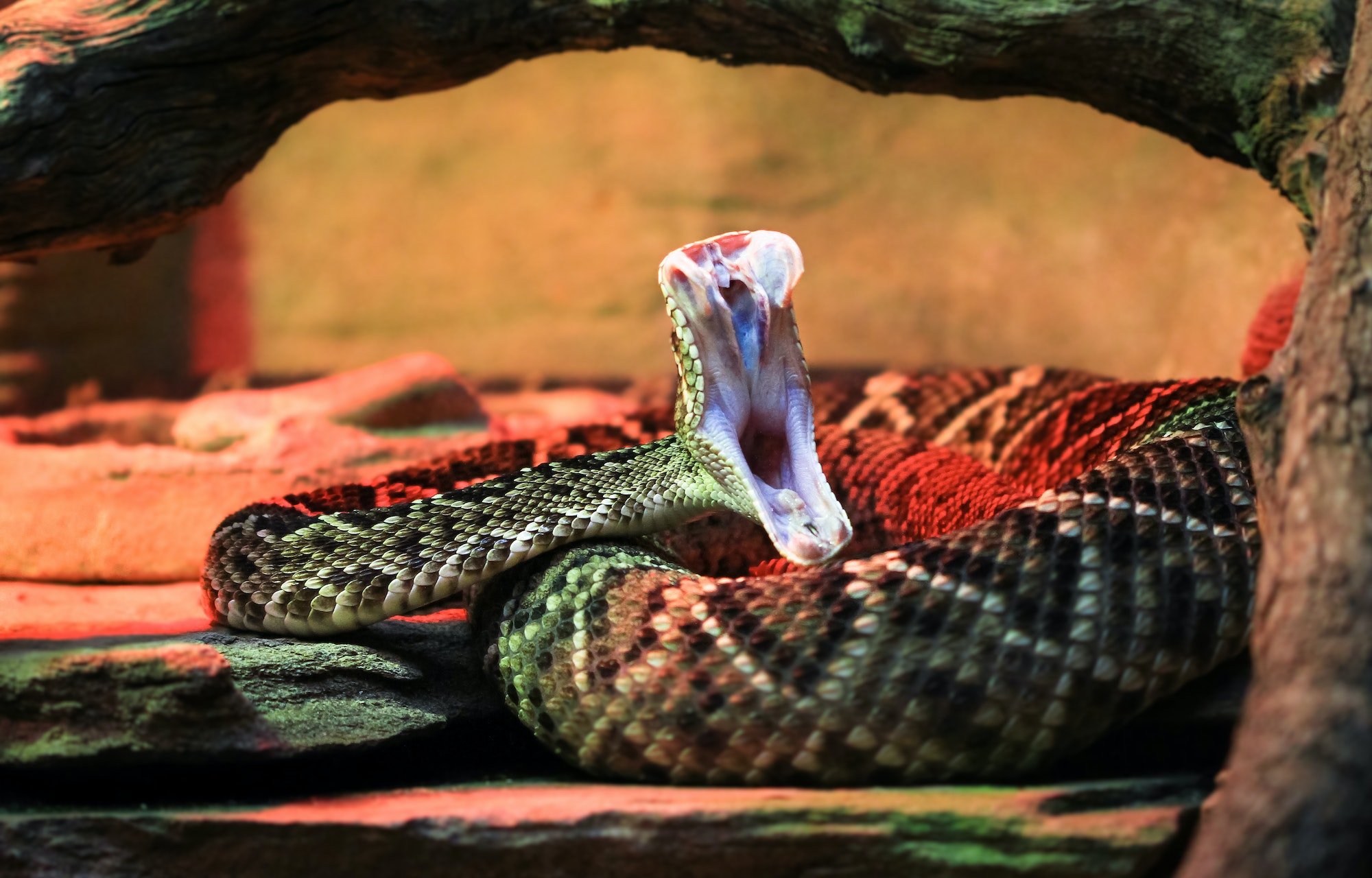 Mordedura de Serpiente. Foto por Envato.