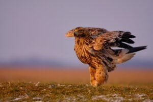 Eastern imperial eagle - Aquila heliaca