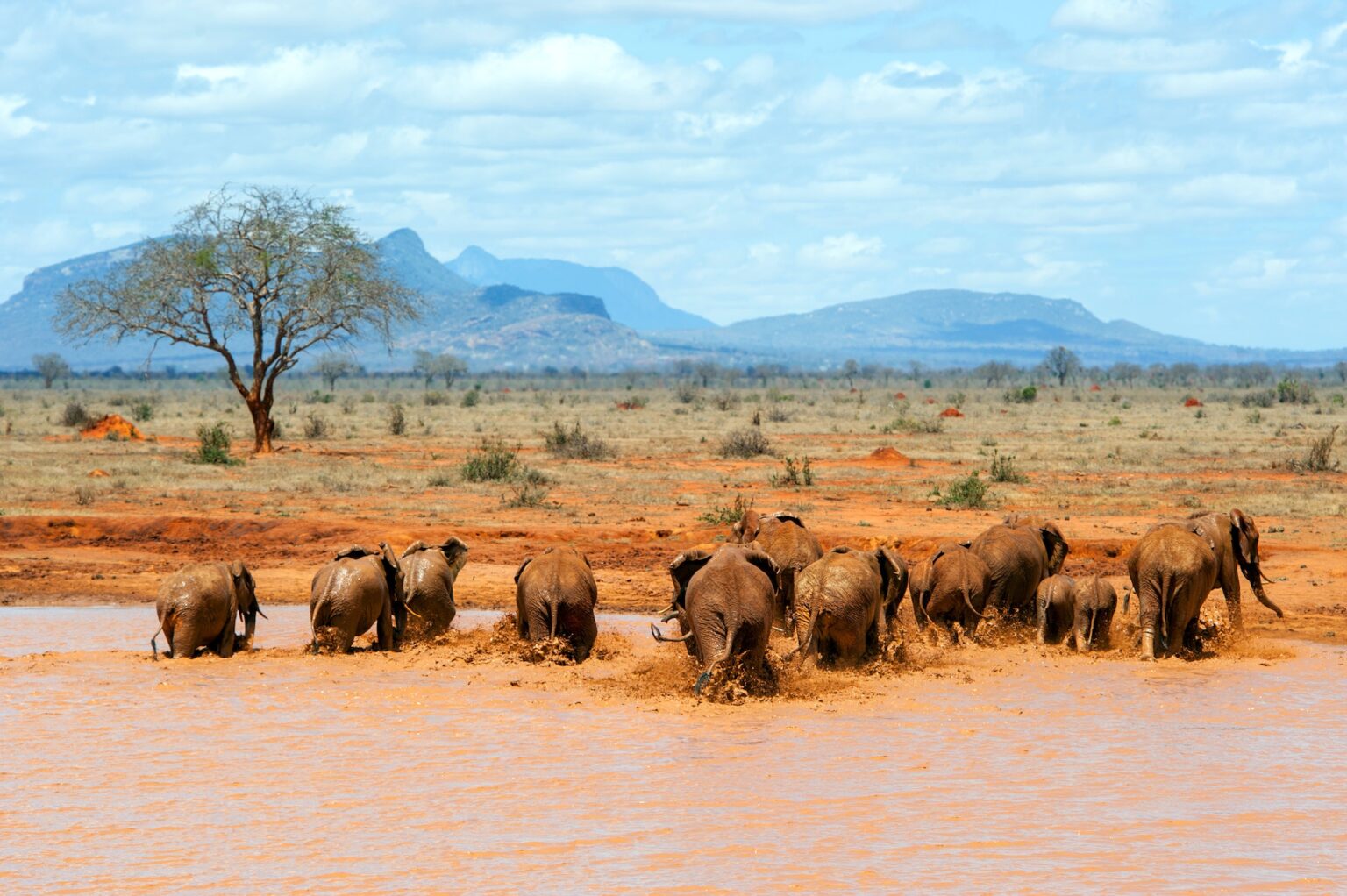 elefante-caracter-sticas-origen-evoluci-n-y-h-bitat-cumbre-pueblos