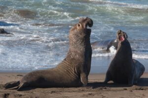 Elephant Seals Fighting