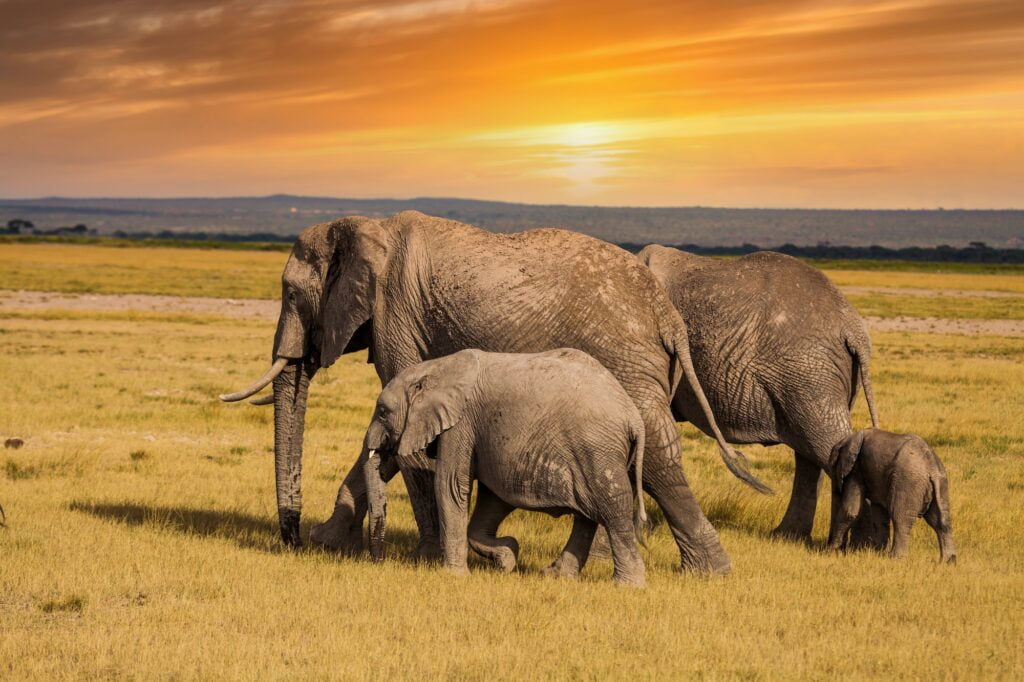 Elephants with baby elephants. Kenya National Park. Africa