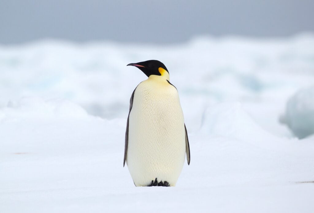 Emperor penguin on the ice floe in the southern ocean, 180 miles north of East Antarctica,
