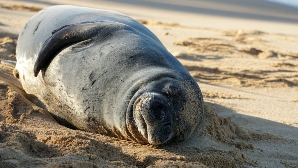 Endangered Hawaiian monk seal resting on Poipu Beach in Kauai