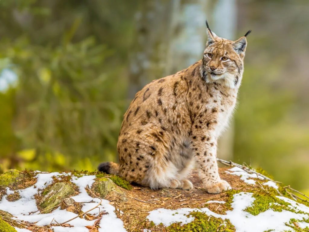 Lince. Foto por Envato.