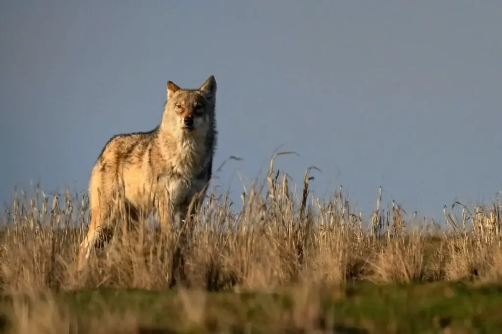 LOBO GRIS » Características, hábitat, alimentación, reproducción y ...
