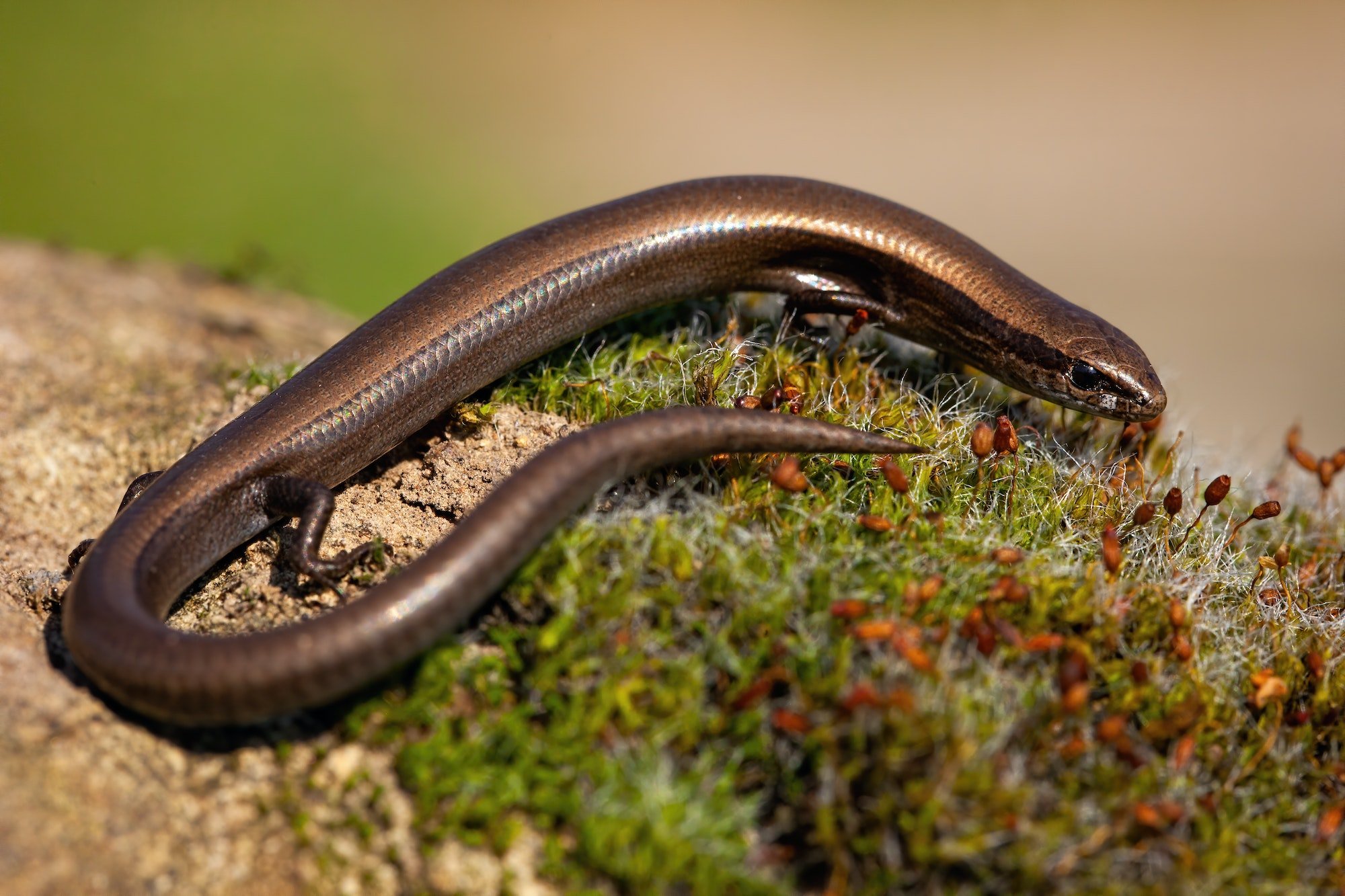European copper skink, ablepharus kitaibelii, on a green moss in nature