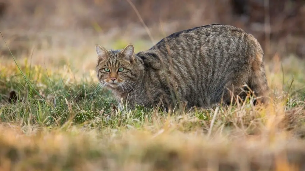 European wildcat sneaking on grassland in spring nature