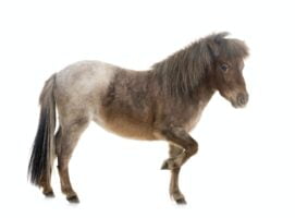 Falabella miniature horse
