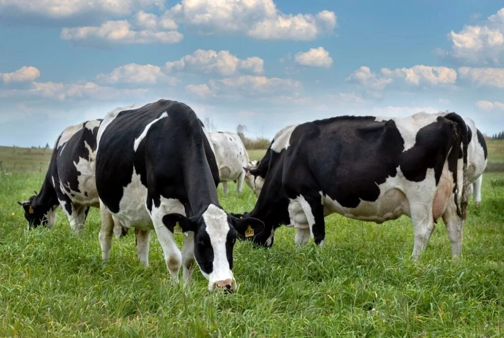 Farm black and white cows graze in meadow
