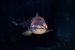 Ataques de Tiburones