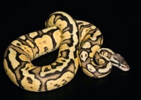 Anaconda. Foto por Envato.