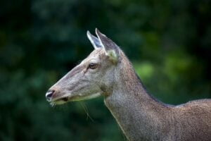 Female deer, artiodactyla mammals