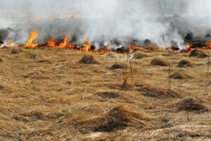 Field fire, natural disaster, environmental problem. Bright colorful flames on dry grass