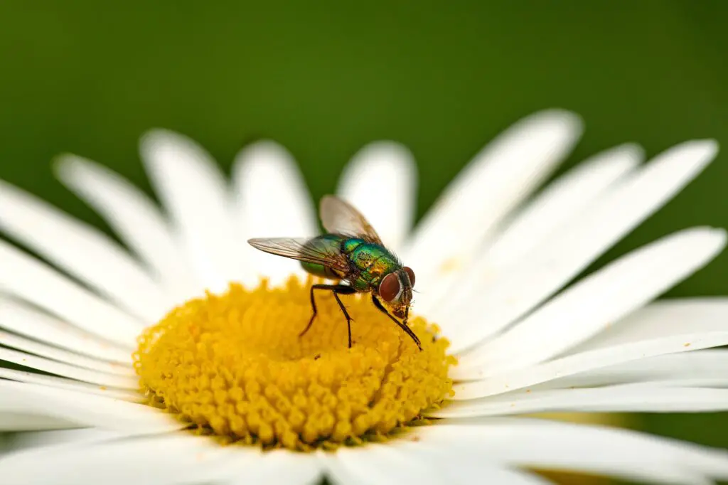 Fly on a Marguerite