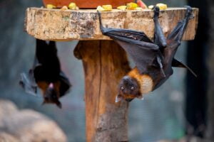 Murciélago Zorro. Foto por Envato.