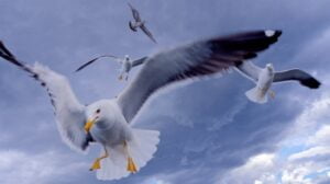Flying Seagulls
