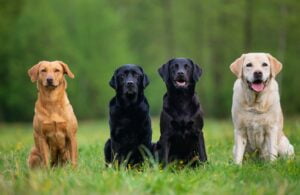 Labrador Retriever. Foto por Ebnvato.