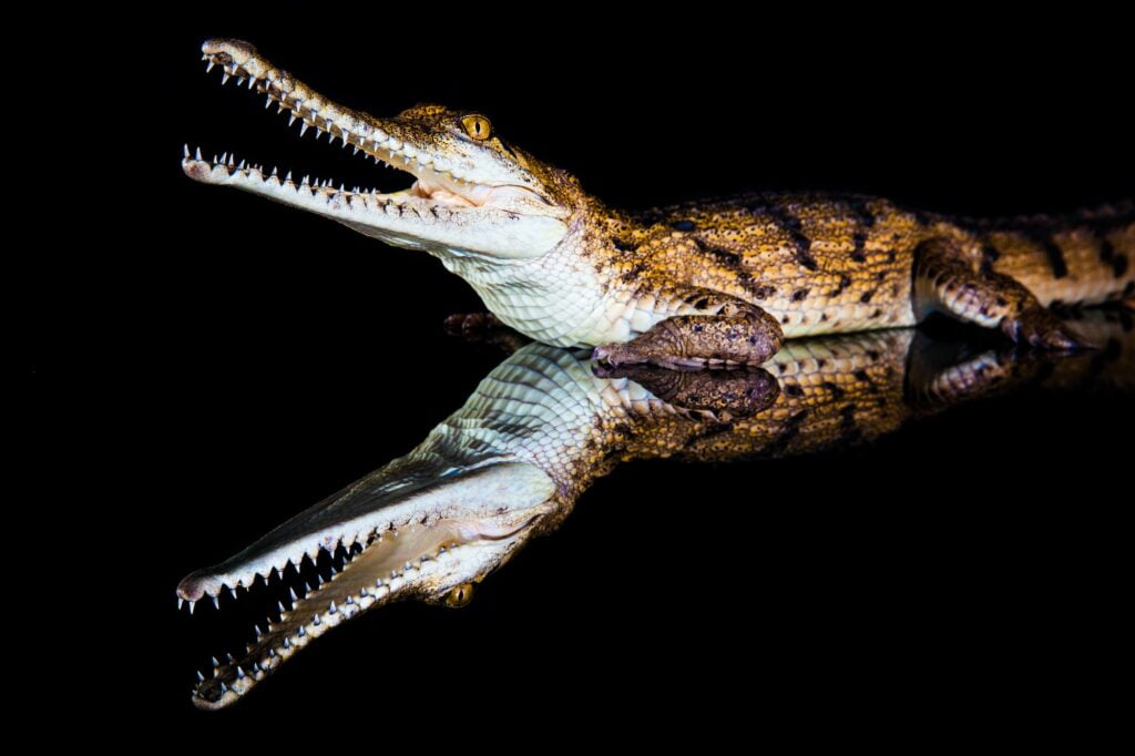 Fresh water crocodile - native animal in northern Australia