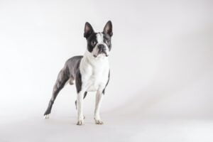 Boston Terrier. Foto por Envato.