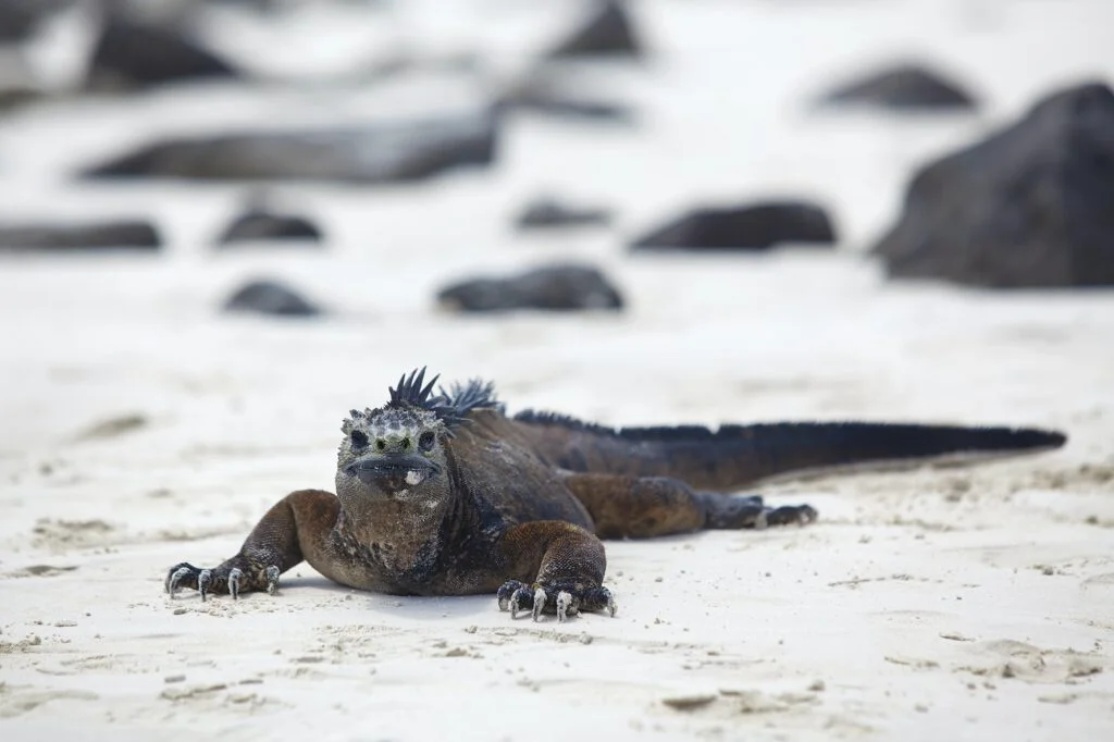 Iguana Marina. Foto por Envato.