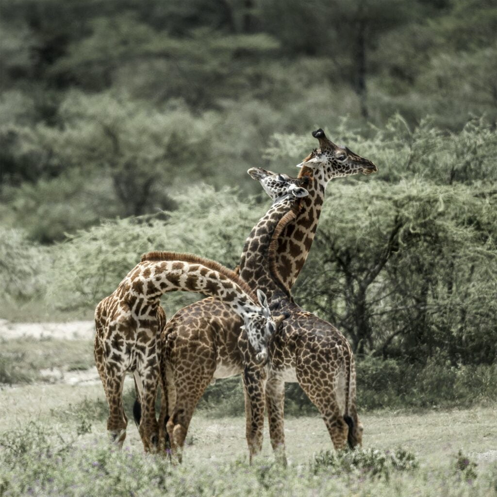 Giraffes playing in Serengeti National Park