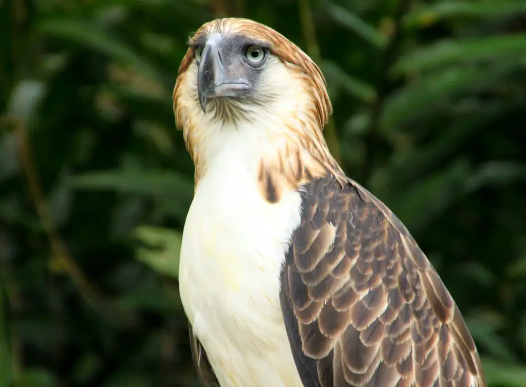 Águila Filipina