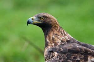 Golden eagle (Aquila chrysaetos)