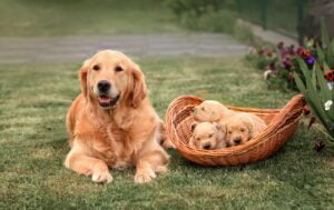 Golden Retriever. Foto por Envato.