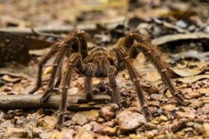 Tarántula Goliat. Foto por Envato.
