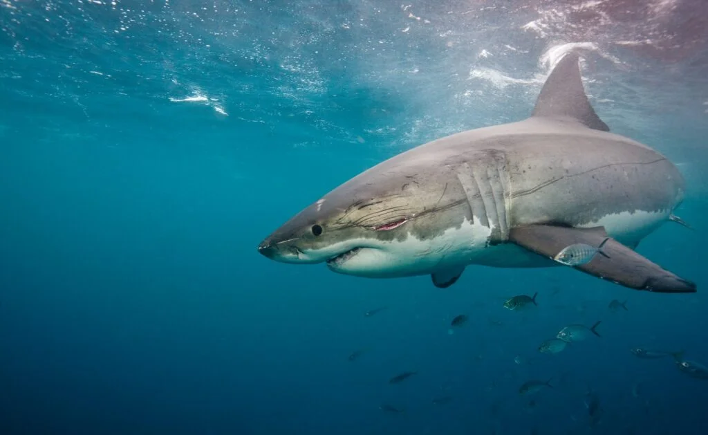 Taxonomía de los Tiburones. Foto por Envato.