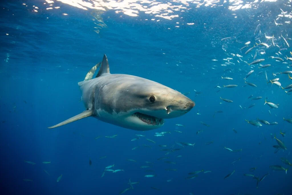 Taxonomía de los Tiburones. Foto por Envato.