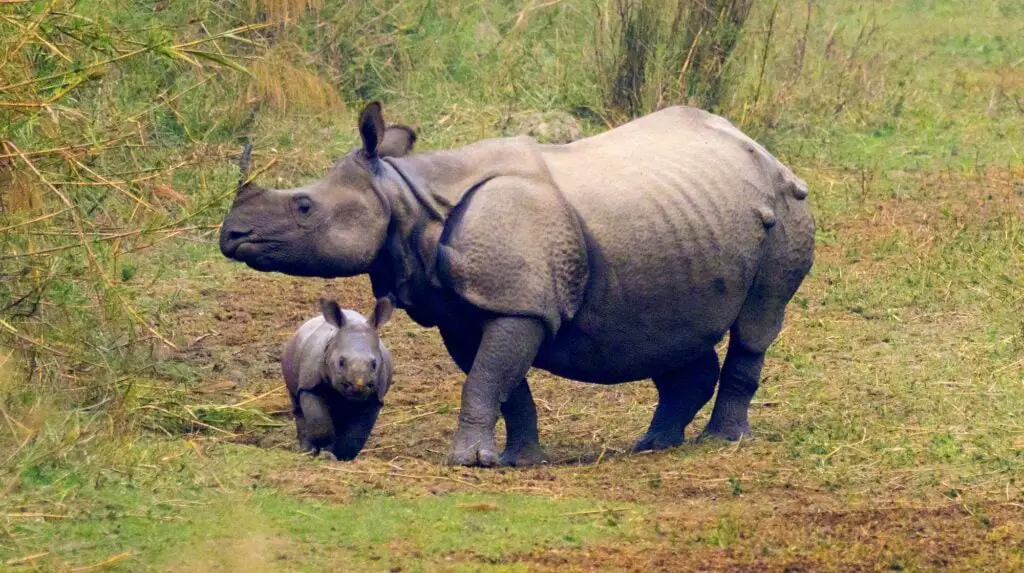 Greater One-horned Rhinoceros, Royal Bardia National Park, Nepal