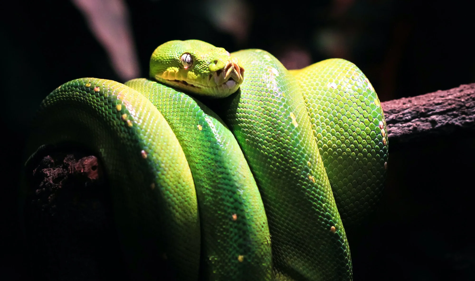 Serpiente Pitón. Foto por Envato.