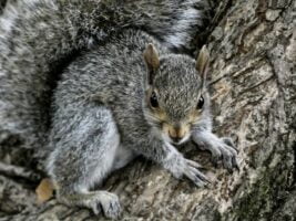 Grey squirrel