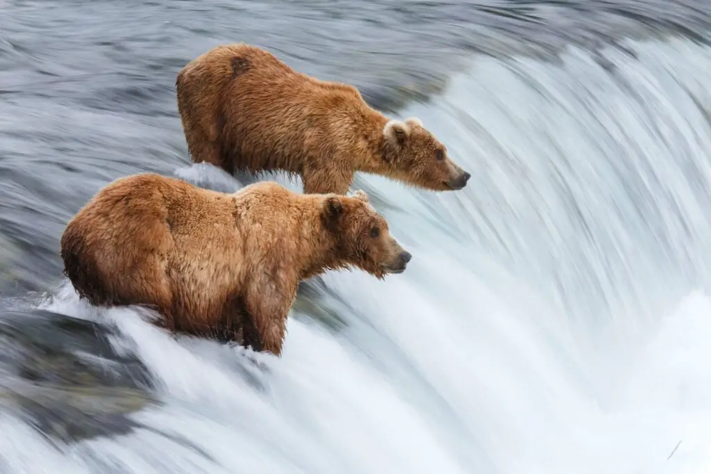 Grizzly Bears Fishing For Salmon