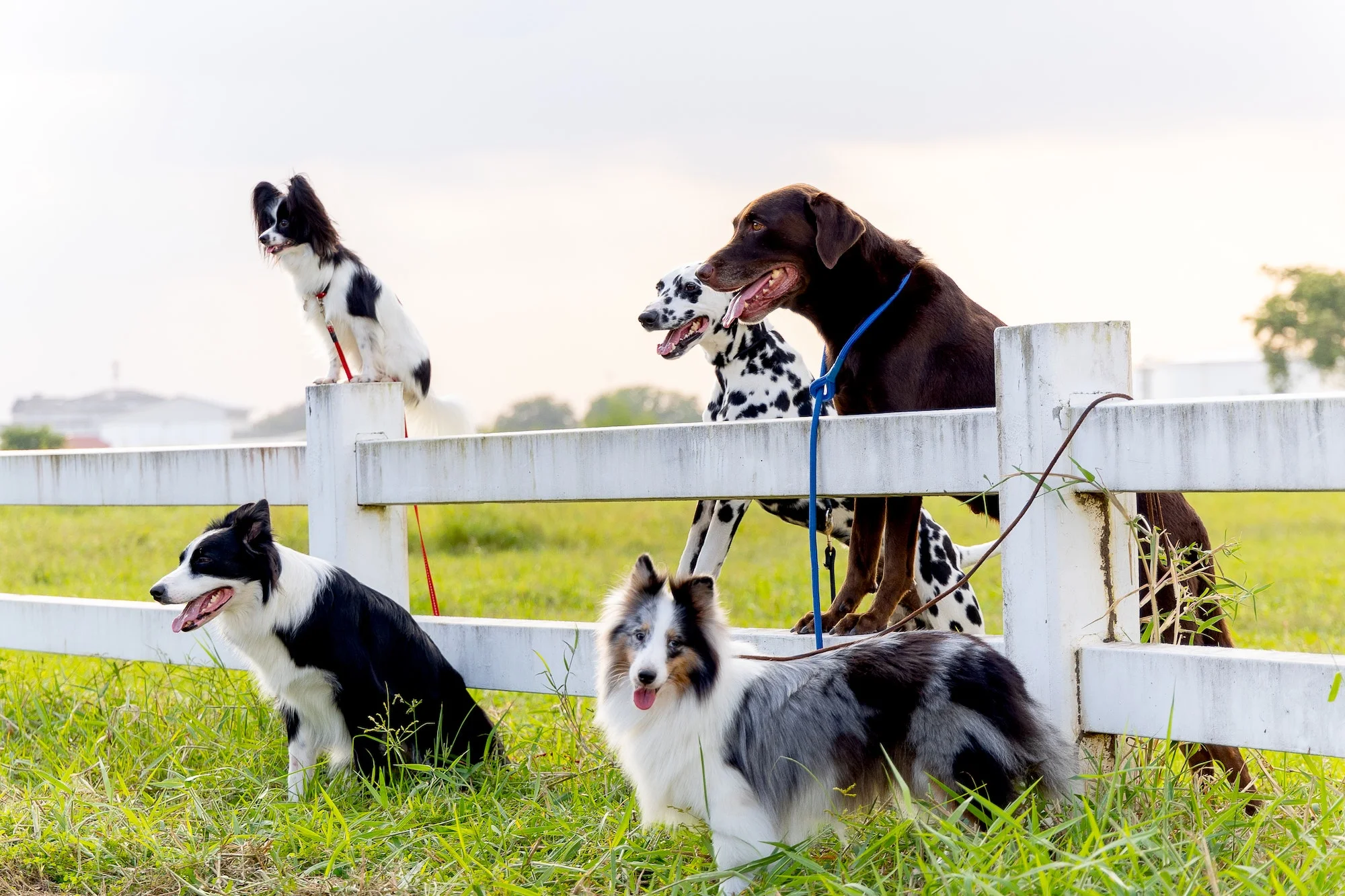 Razas de Perros. Foto por Envato.