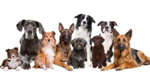 group of dogs