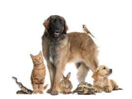 Group of pets