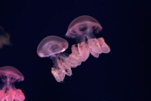 Medusas Raras. Foto por Envato.