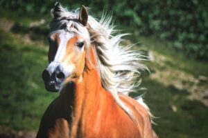 Haflinger horse