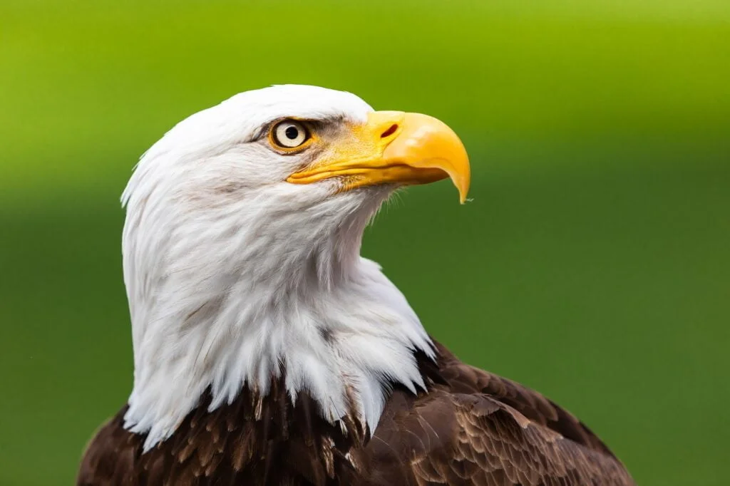 Haliaeetus leucocephalus eagle head