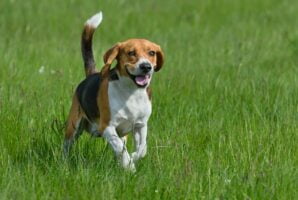 Beagle. Foto por Envato.