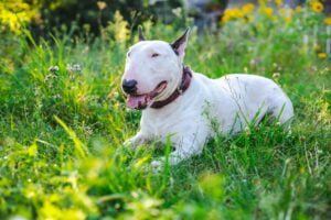 Bull Terrier Ingles. Foto por Envato.