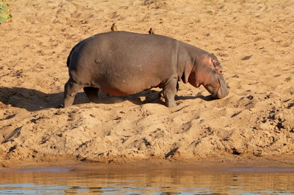Hippopotamus on land - Kruger National Park