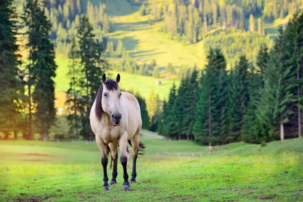 Horse on the meadow in the mountains