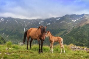 horses grazing